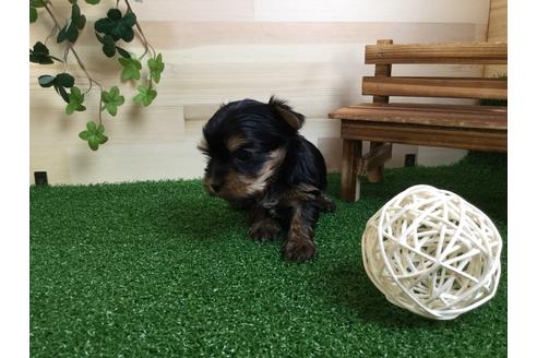 成約済の静岡県のヨークシャーテリア-59527の4枚目