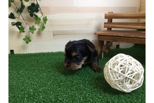 成約済の静岡県のヨークシャーテリア-59527の3枚目