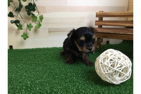 成約済の静岡県のヨークシャーテリア-59527の2枚目