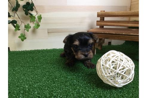 成約済の静岡県のヨークシャーテリア-59527の1枚目