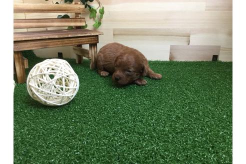 成約済の静岡県のトイプードル-59530の13枚目