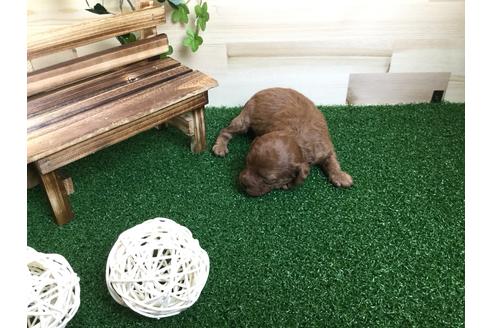 成約済の静岡県のトイプードル-59530の12枚目