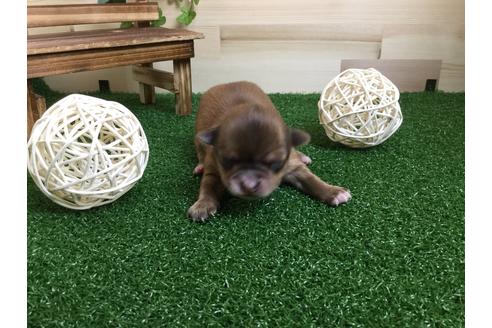 成約済の静岡県のチワワ(ロングコート)-59538