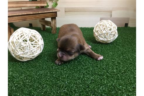 成約済の静岡県のチワワ(ロングコート)-59538の11枚目