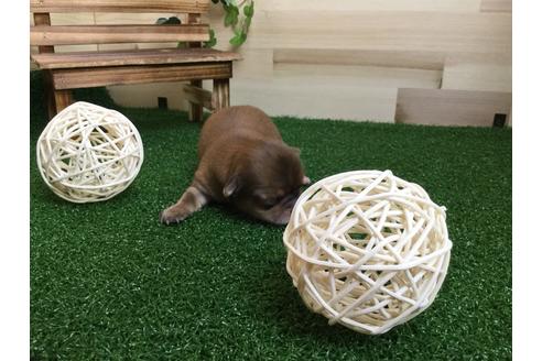 成約済の静岡県のチワワ(ロングコート)-59538の10枚目