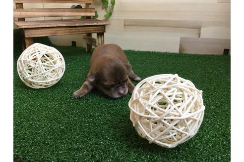 成約済の静岡県のチワワ(ロングコート)-59538の9枚目