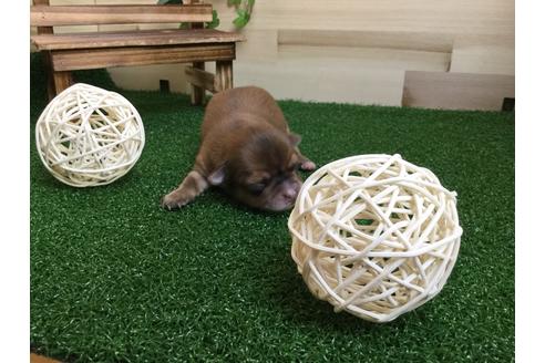 成約済の静岡県のチワワ(ロングコート)-59538の8枚目