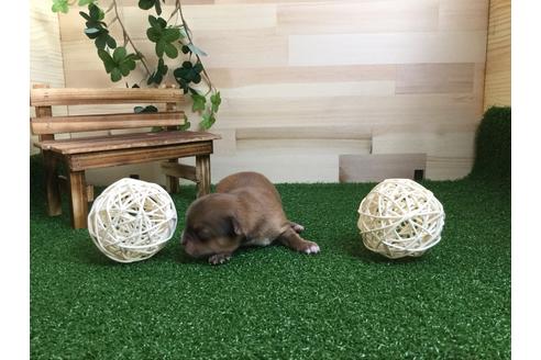 成約済の静岡県のチワワ(ロングコート)-59538の7枚目