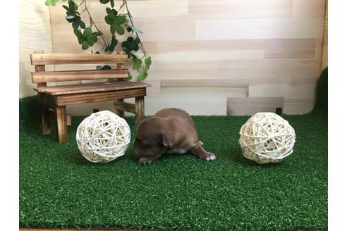 成約済の静岡県のチワワ(ロングコート)-59538の6枚目