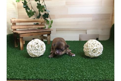 成約済の静岡県のチワワ(ロングコート)-59538の5枚目