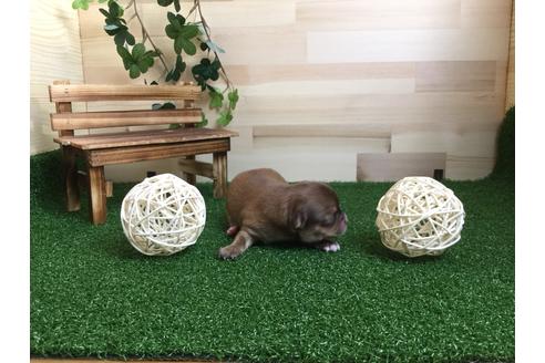 成約済の静岡県のチワワ(ロングコート)-59538の4枚目