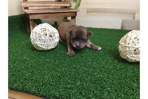 成約済の静岡県のチワワ(ロングコート)-59538の3枚目