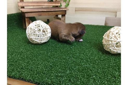 成約済の静岡県のチワワ(ロングコート)-59538の2枚目