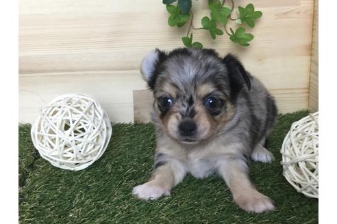 成約済の京都府のチワワ(ロングコート)-59542