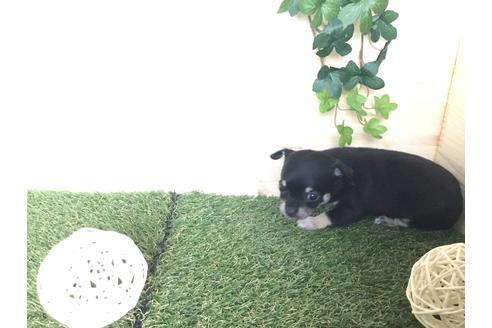 成約済の京都府のチワワ(スムースコート)-59543の16枚目