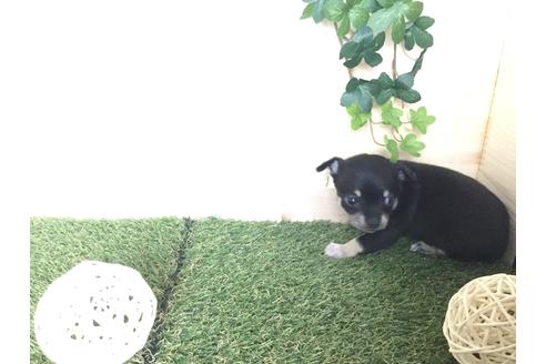 成約済の京都府のチワワ(スムースコート)-59543の15枚目