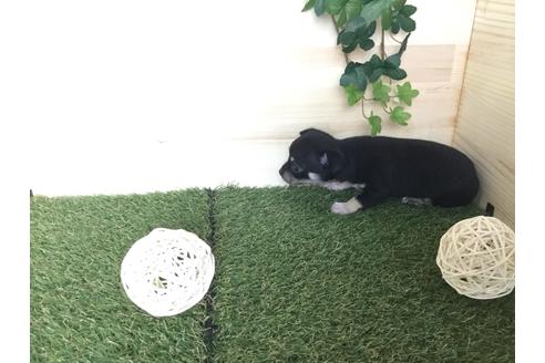 成約済の京都府のチワワ(スムースコート)-59543の14枚目