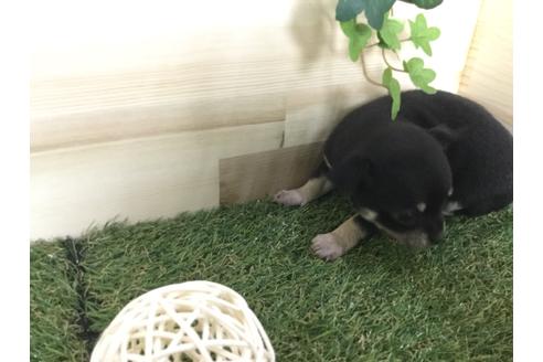 成約済の京都府のチワワ(スムースコート)-59543の13枚目