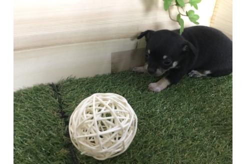 成約済の京都府のチワワ(スムースコート)-59543の12枚目