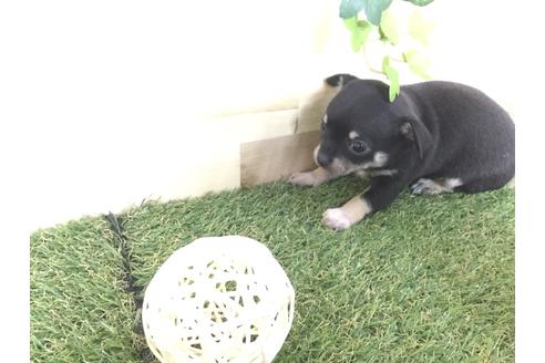 成約済の京都府のチワワ(スムースコート)-59543の11枚目