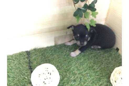 成約済の京都府のチワワ(スムースコート)-59543の10枚目