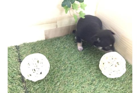 成約済の京都府のチワワ(スムースコート)-59543の9枚目