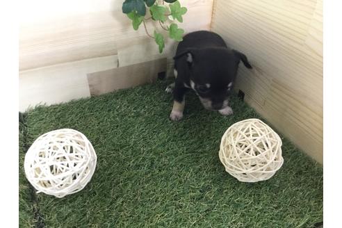 成約済の京都府のチワワ(スムースコート)-59543の8枚目