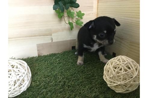 成約済の京都府のチワワ(スムースコート)-59543の7枚目