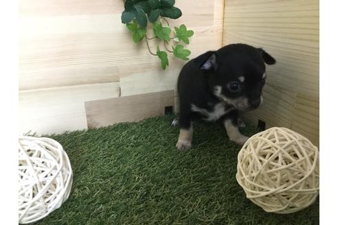 成約済の京都府のチワワ(スムースコート)-59543の6枚目