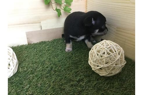 成約済の京都府のチワワ(スムースコート)-59543の5枚目