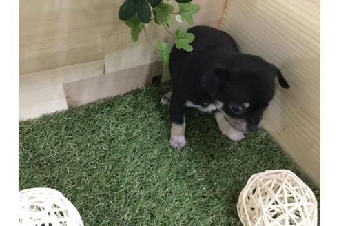 成約済の京都府のチワワ(スムースコート)-59543の4枚目