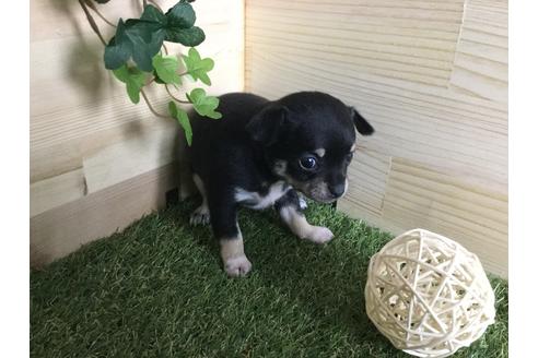 成約済の京都府のチワワ(スムースコート)-59543の3枚目