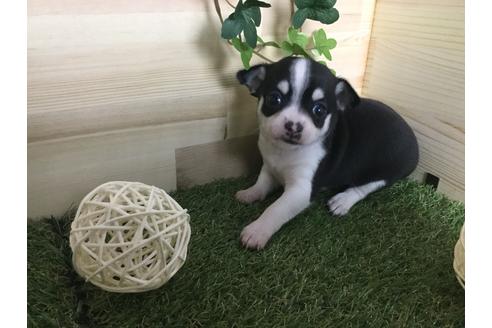 成約済の京都府のチワワ(スムースコート)-59545の13枚目