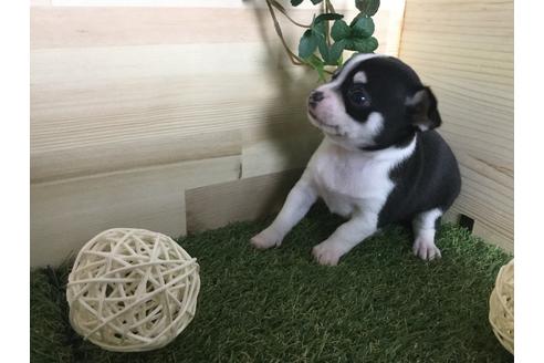 成約済の京都府のチワワ(スムースコート)-59545の12枚目