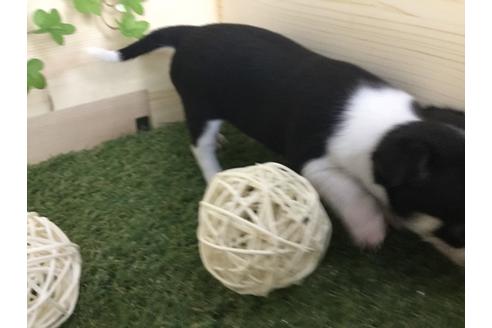 成約済の京都府のチワワ(スムースコート)-59545の9枚目