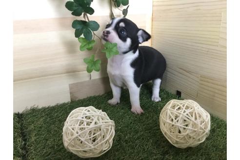 成約済の京都府のチワワ(スムースコート)-59545の7枚目