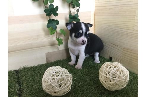 成約済の京都府のチワワ(スムースコート)-59545の6枚目