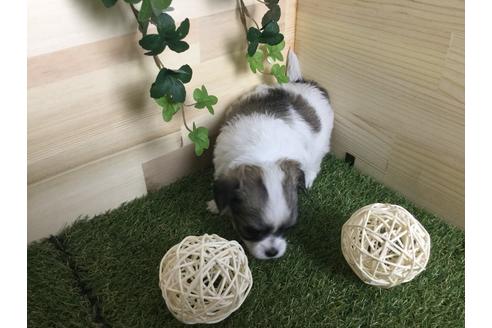 成約済の京都府のチワワ(ロングコート)-59547の10枚目