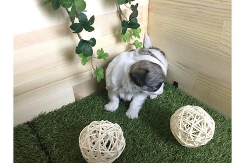 成約済の京都府のチワワ(ロングコート)-59547の9枚目