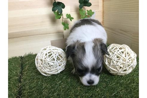 成約済の京都府のチワワ(ロングコート)-59547の6枚目