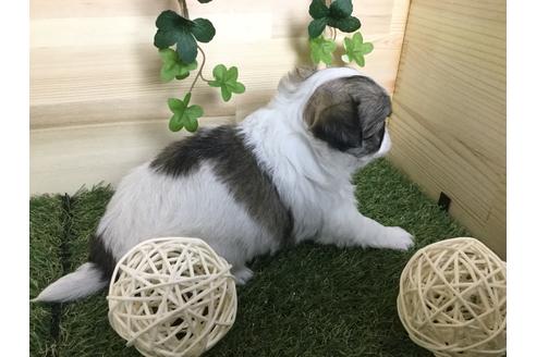 成約済の京都府のチワワ(ロングコート)-59547の5枚目