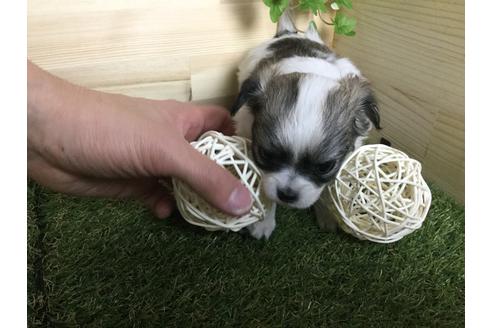 成約済の京都府のチワワ(ロングコート)-59547の4枚目