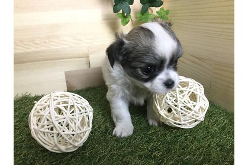 成約済の京都府のチワワ(ロングコート)-59547の3枚目