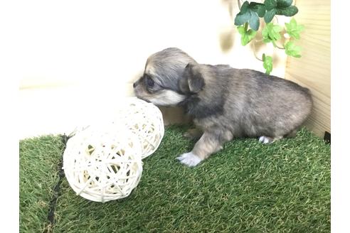 成約済の京都府のチワワ(ロングコート)-59548の12枚目