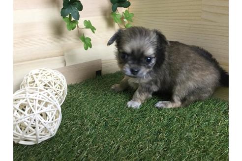 成約済の京都府のチワワ(ロングコート)-59548の9枚目