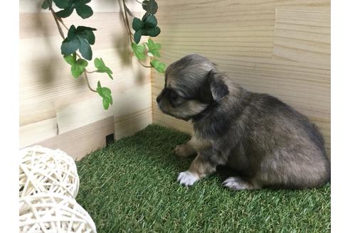 成約済の京都府のチワワ(ロングコート)-59548の8枚目