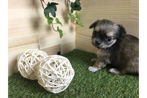 成約済の京都府のチワワ(ロングコート)-59548の7枚目