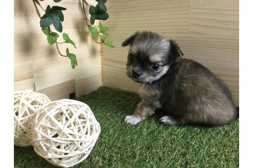 成約済の京都府のチワワ(ロングコート)-59548の6枚目