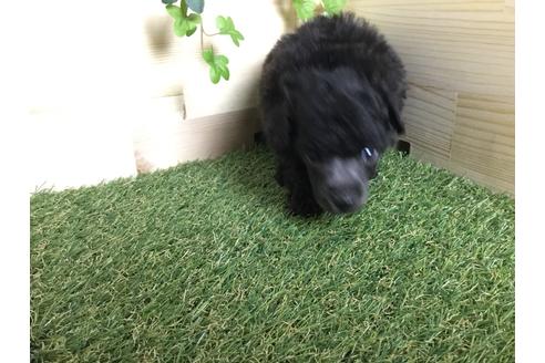 成約済の京都府のトイプードル-59550の16枚目