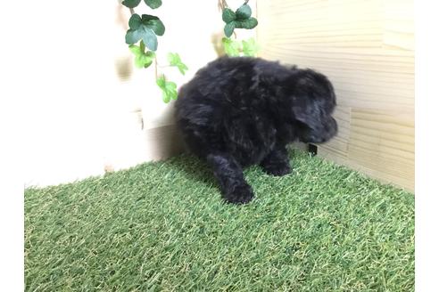 成約済の京都府のトイプードル-59550の15枚目
